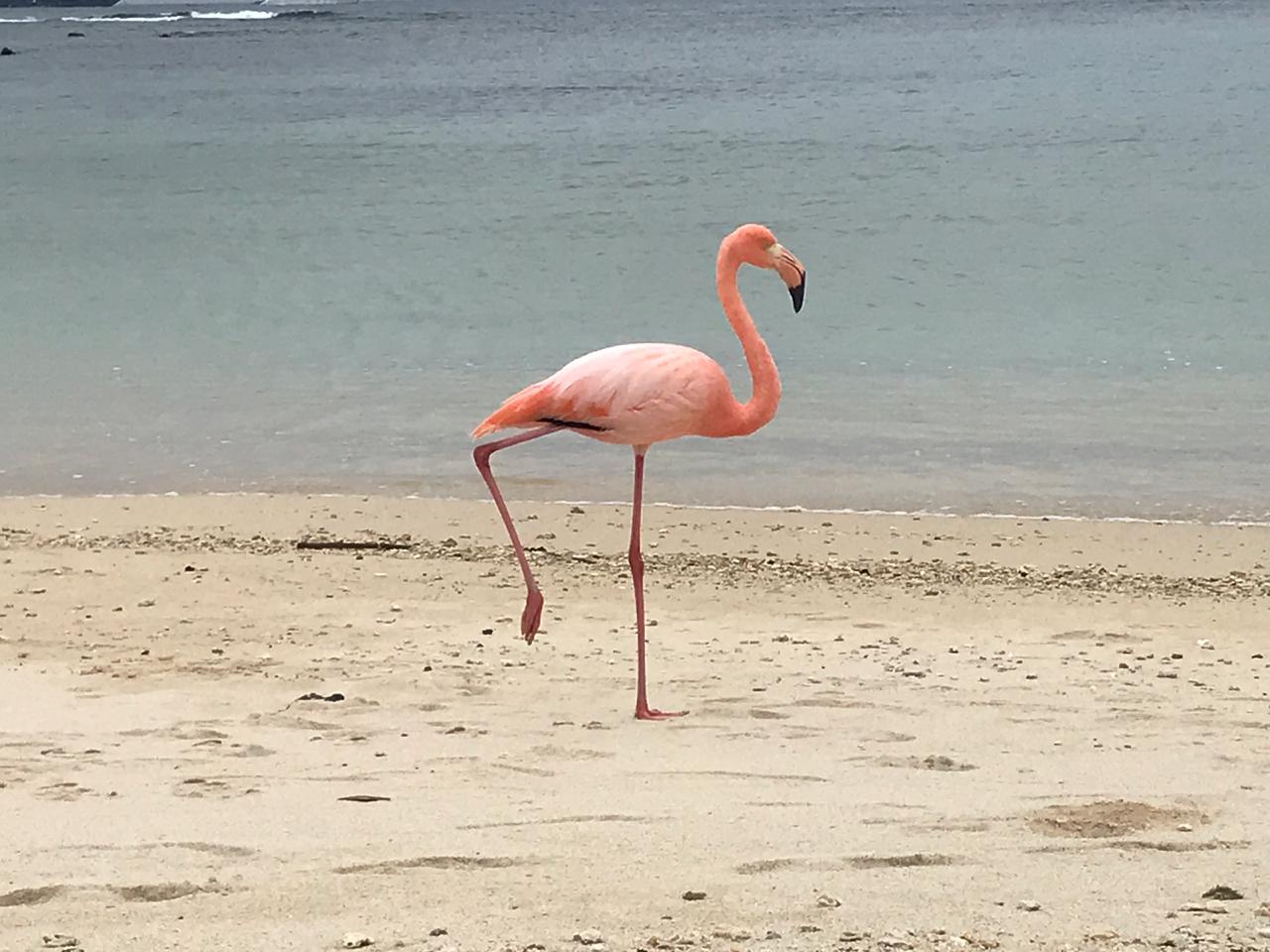 Este flamingo fue visto hace pocos días en la Playa de los Alemanes en Galápagos. Hace 10 años no se le veía por estos lares. Foto:Parque Nacional Galápagos.
