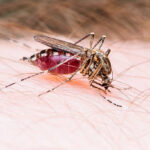 Dos siniestros de tránsito en la Panamericana sur dejan fallecidos y varios heridos