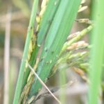 Sismo de 4,5 grados sacude parte de la Sierra y la Costa