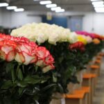 Noboa decreta estado de excepción en 7 provincias por cierre viales