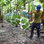 Volcán El Reventador mantiene actividad superficial alta