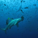 Contraloría retoma emisión de informes de pertinencia tras sentencia constitucional