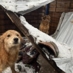 Guillermo Lasso rechaza acusaciones de testigo protegido sobre el crimen de Villavicencio