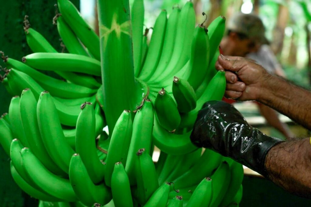 Corte Constitucional desestima acción extraordinaria de protección presentada por expresidente Jamil Mahuad