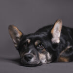 Bloque de Seguridad activa la operación “Ruta de los Monigotes Segura” en Guayaquil