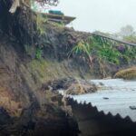 Descubren tres nuevas especies de ranas asociadas a bosques de bambú andino