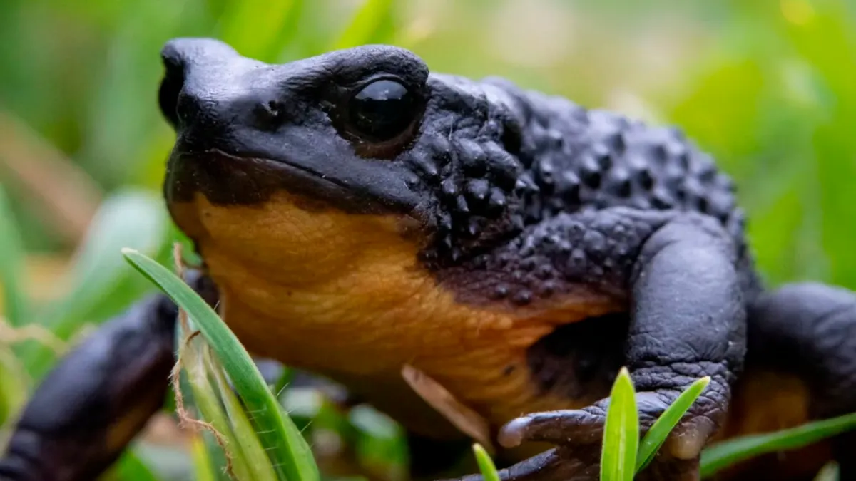 Jueza frena construcción de carretera en Cotopaxi para proteger al sapo jambato