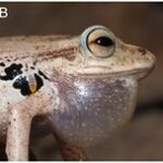 Compra de trolebuses en Quito cumple con normativa, ratifica director de oficina de Naciones Unidas