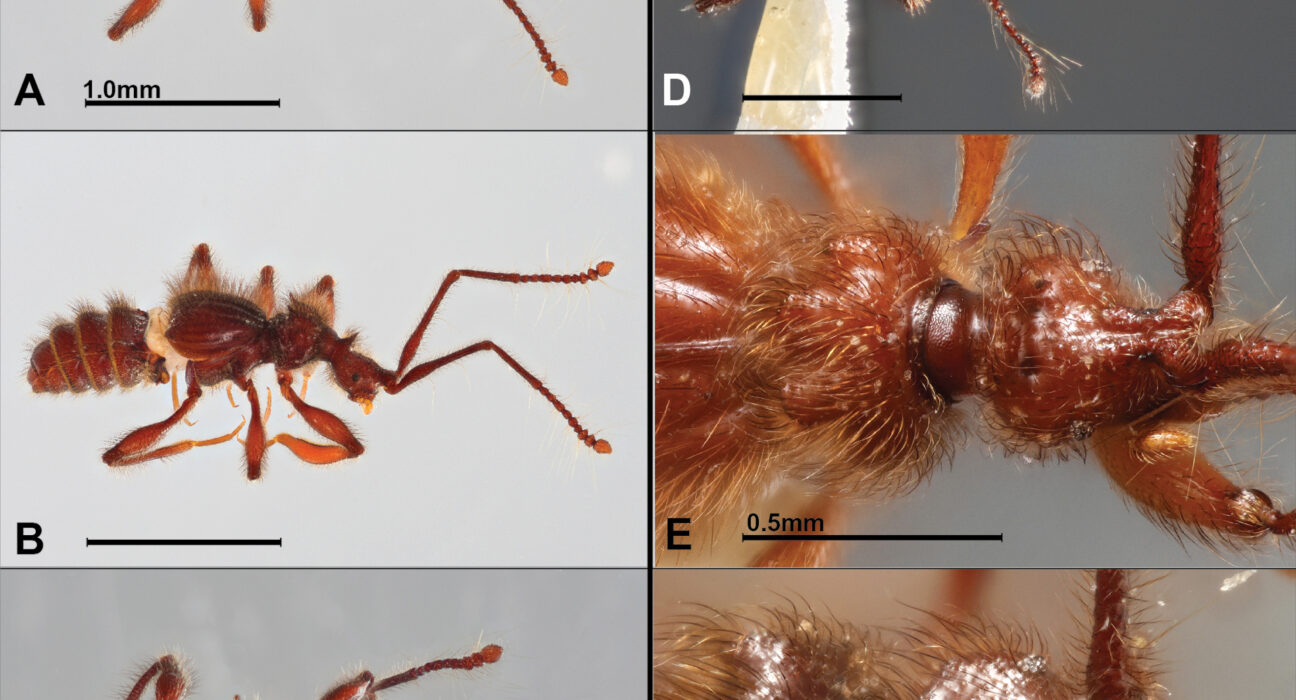 Descubren dos nuevas especies de escarabajos en la Amazonía y los bosques nublados andinos