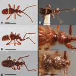 Cae ‘Gordo Andy’ con 1.5 toneladas de droga en Manabí