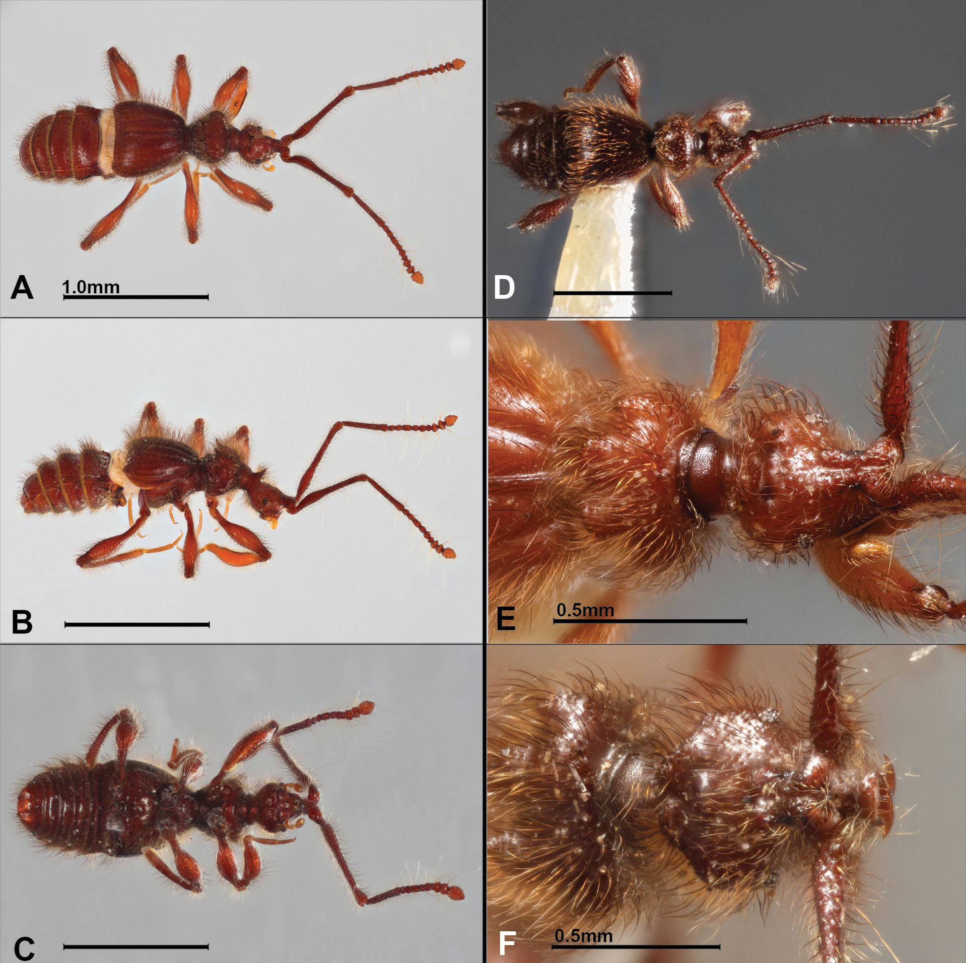 Descubren dos nuevas especies de escarabajos en la Amazonía y los bosques nublados andinos