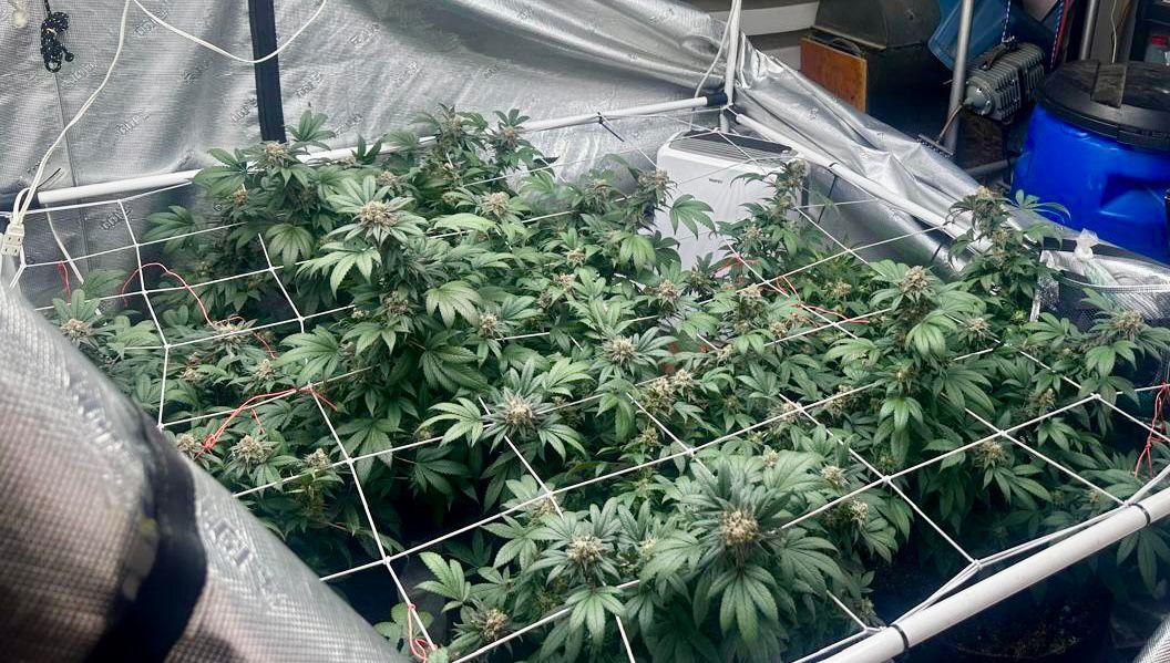 Hallan plantación de marihuana en vivienda del norte de Quito