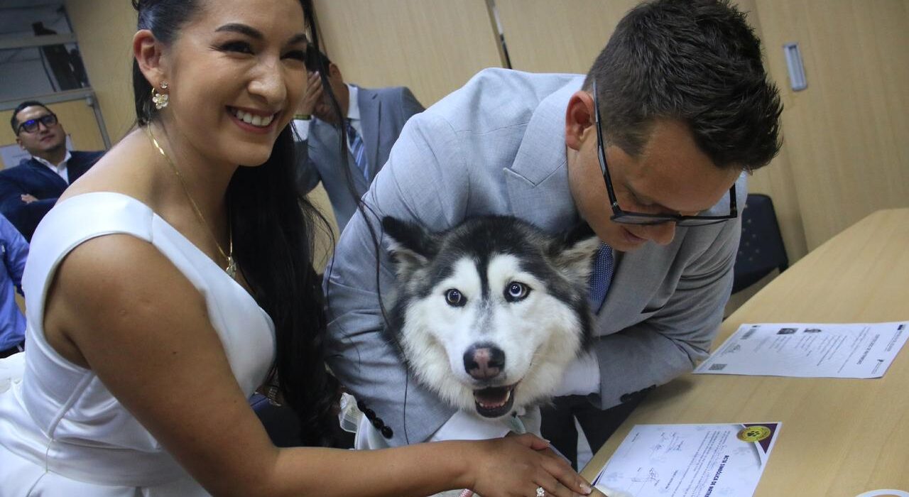 Ellos también dicen “sí”: mascotas pueden ser testigos simbólicos de bodas en Ecuador