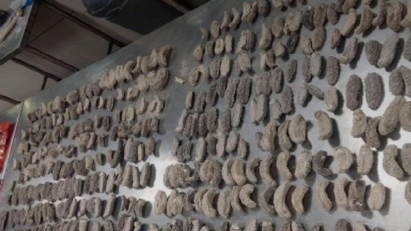 Ciudadana china detenida con 658 pepinos de mar