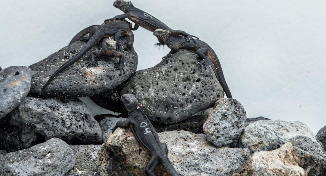 Diez iguanas marinas regresan a Galápagos tras presunto caso de tráfico ilegal de fauna silvestre