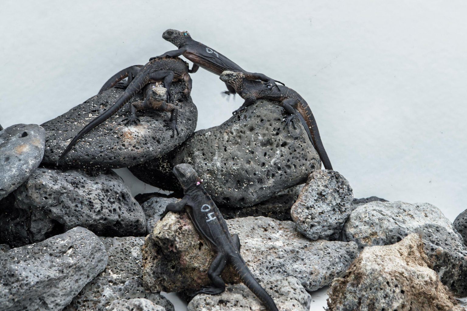 Diez iguanas marinas regresan a Galápagos tras presunto caso de tráfico ilegal de fauna silvestre