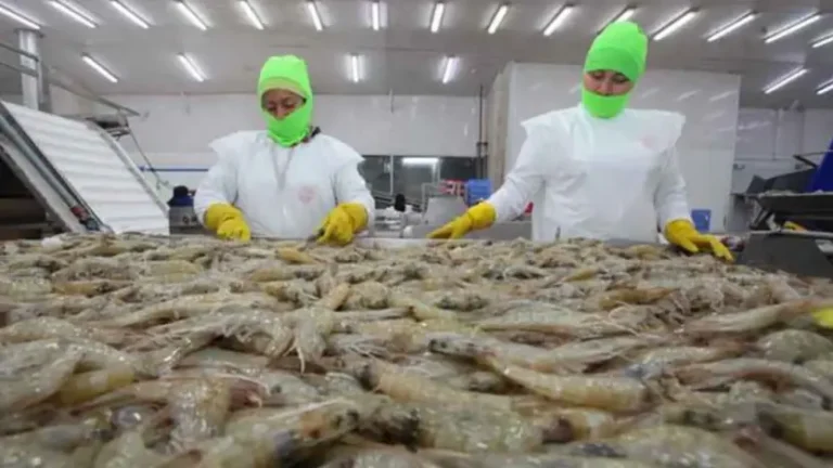 China suspende importaciones de seis camaroneras ecuatorianas