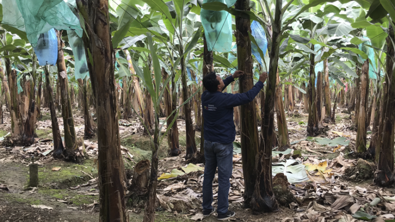 Confirman segundo caso de Fusarium en cultivos de banano