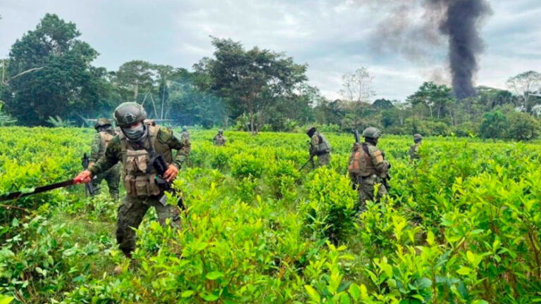 Militares destruyen más de 100.000 plantas de coca en Sucumbíos