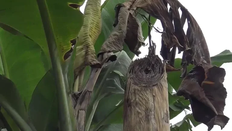 Plaga del Moko afecta 2.700 hectáreas en Los Ríos