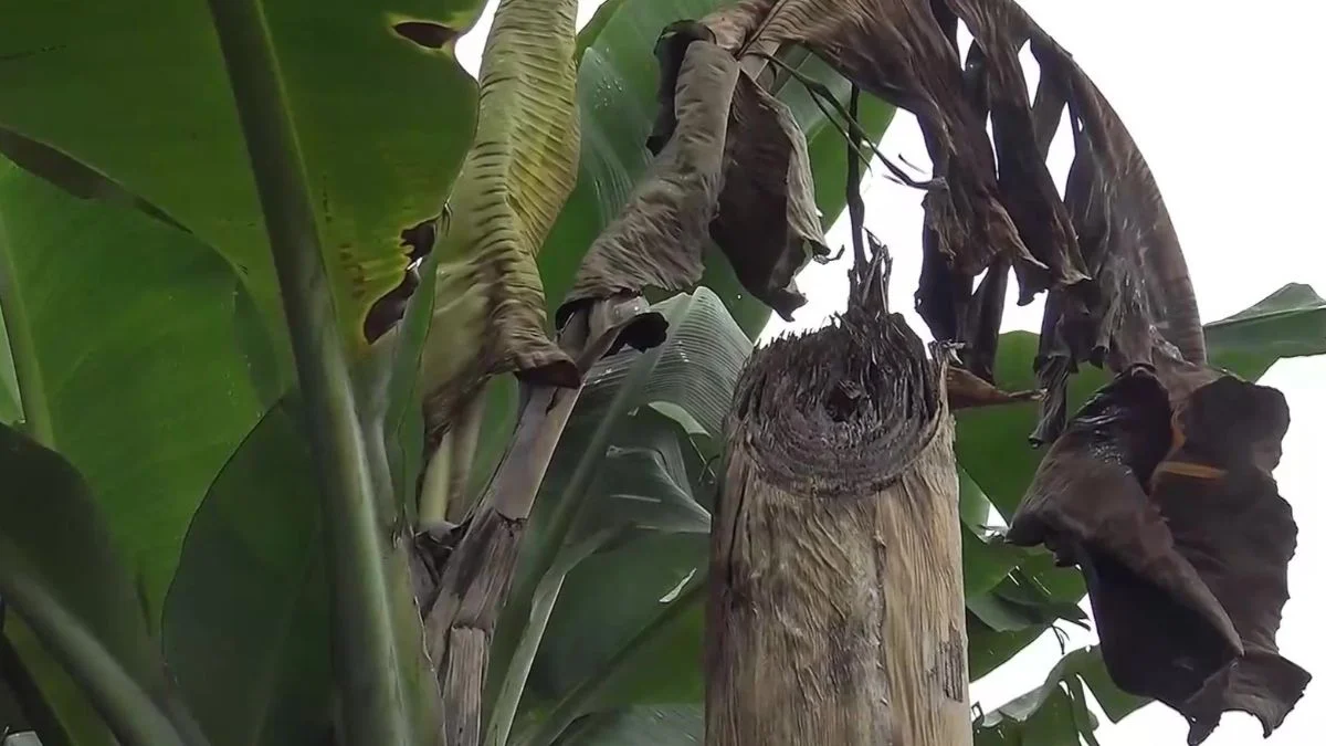 Plaga del Moko afecta 2.700 hectáreas en Los Ríos